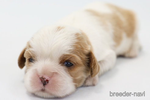 成約済の神奈川県のキャバリアキングチャールズスパニエル-303405の9枚目